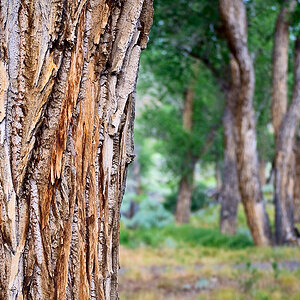 Beaver Creek Trees @ Curecanti NRA