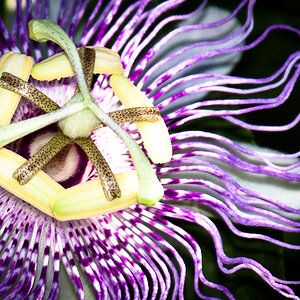 Passion Flower