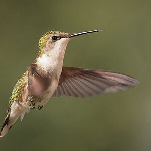 Female ruby throat