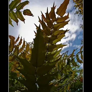Leaf1