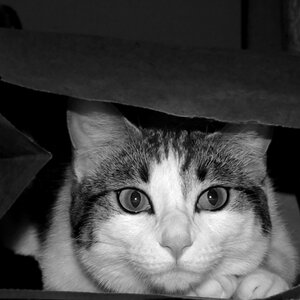 aprilphoto18-Who let the cat out of the bag