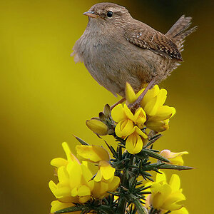 Wren on Gorse