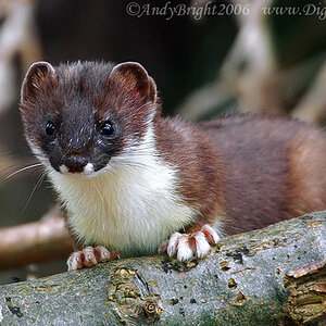 Stoat