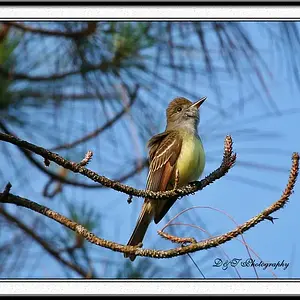 Bird and Flowers1