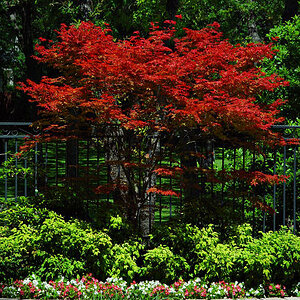 Japanese Maple