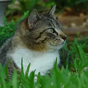 Backyard Lioness