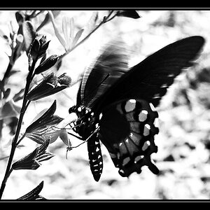 3267-butterfly1BW
