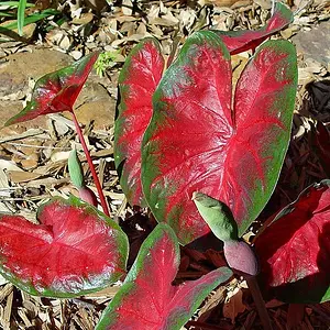 Unfolding Caladiums