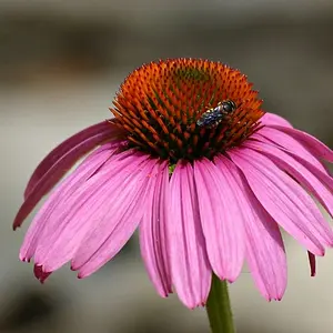 Coneflower