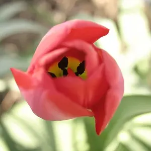 Tulip