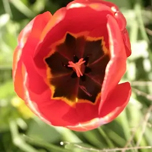 Tulip