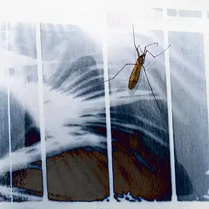 junephoto02-Creepy Critter