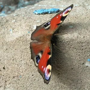 junephoto08-Butterfly