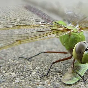 junephoto10-Green Dragon