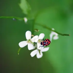 junephoto13-Ladybug