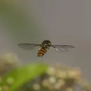 junephoto18-Chasin the Fly