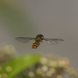 junephoto18-Chasin the Fly