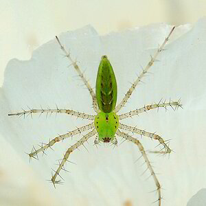 junephoto19-Translucent Green Lynx Cactus Spider