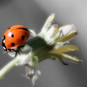junephoto23-Ladybug