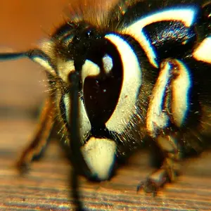 junephoto26-Wasp