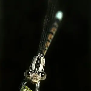 junephoto32-Damselfly