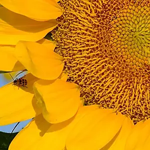 junephoto36-Its a Bugs World