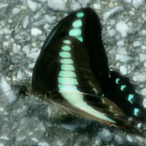 junephoto39-Butterfly