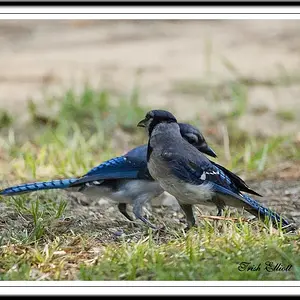 Blue Jays1