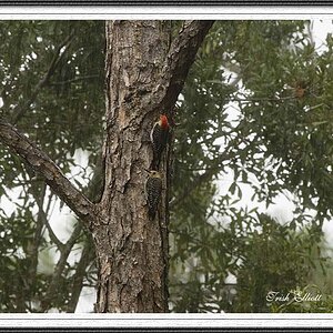 RedBellied Woodpeckers