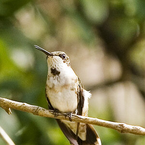 backyard birds2