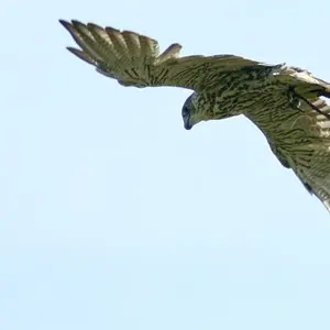 septphoto15-Wing
