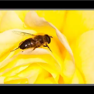 Flying_Beastie1