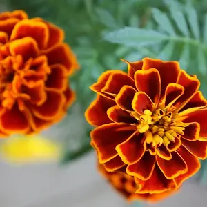 marigolds