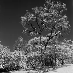 Rollei IR820 Experimental Roll
