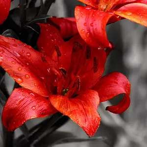 Lily