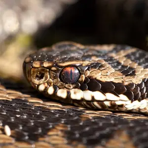 Early moning Adder basking to warm up for the day