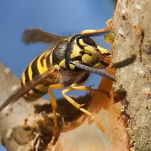 Bark stripping yellowjacket