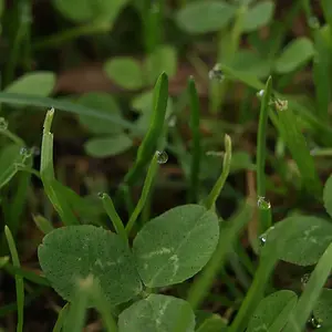 Morning Dew
