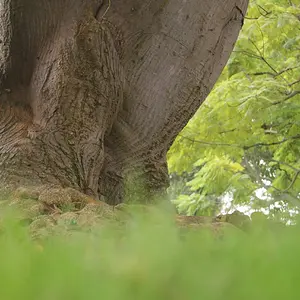 Descending the Tree