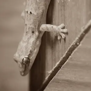 Gecko