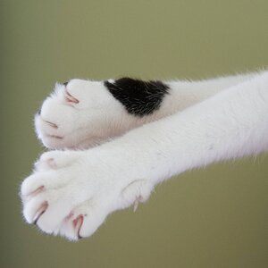 Gallagher's Paws