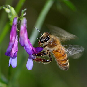 BEE ON WILD FLOWER