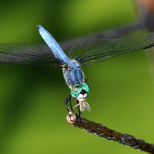 DRAGON FLY