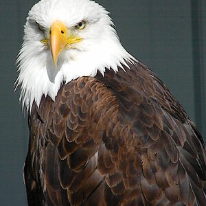 Eagle