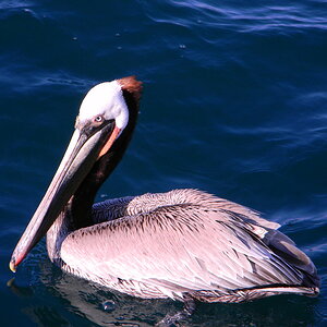 Pelican in ocean