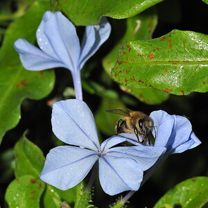 BEE ON BLUE FLOWER