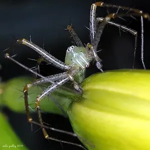 SPIDER ON DAY LILLY