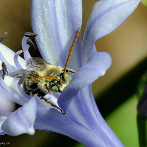 BEE IN BLUE FLOWER