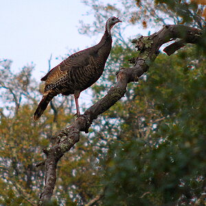 WILD TURKEY