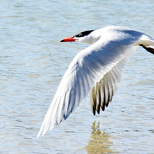 flying_white_front_tern